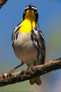 Warbler - 